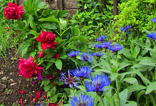 flowers-gardens-wales-b&b